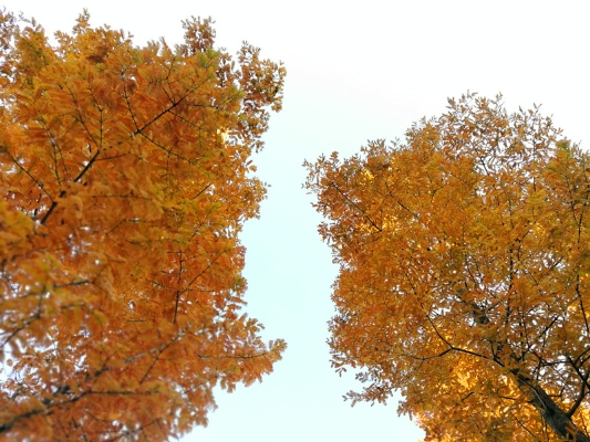 1542013031034025942.jpg
