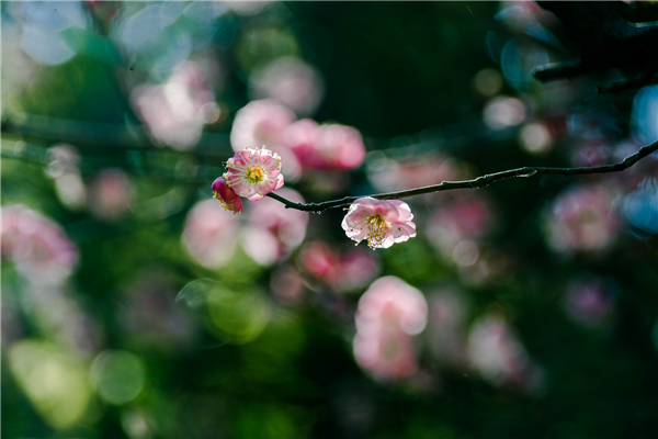 万树寒无色，南枝独有花。.png