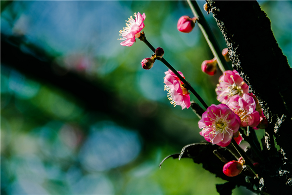 桃未芳菲杏未红，冲寒先喜笑东风。.png