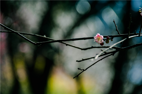 已是悬崖百丈冰，犹有花枝俏。.png