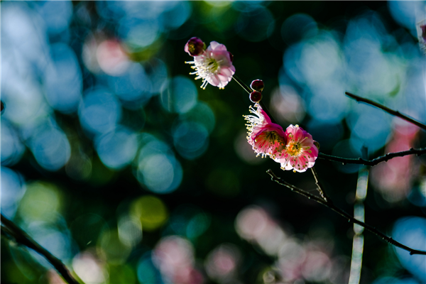 待到山花烂漫时，她在丛中笑。.png