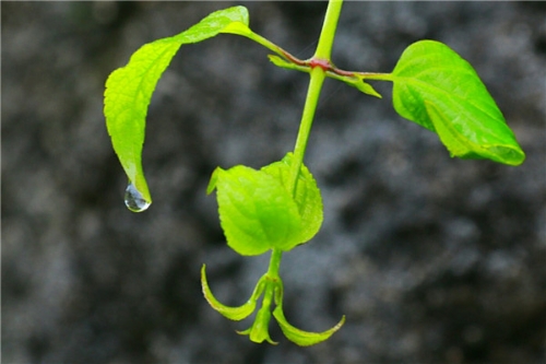 莲华 (5)好雨知时节，当春乃发生.jpg