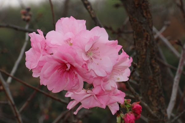 2.樱花树下送君时，一寸春心逐折枝_副本.jpg