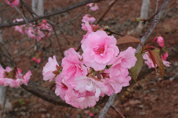 3.芒鞋破钵无人识，踏过樱花第几桥_副本.jpg