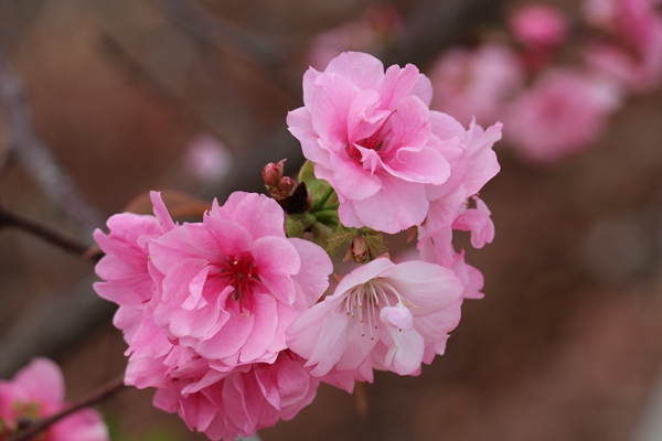 4.昨日南园新雨后，樱桃花发旧枝柯_副本.jpg