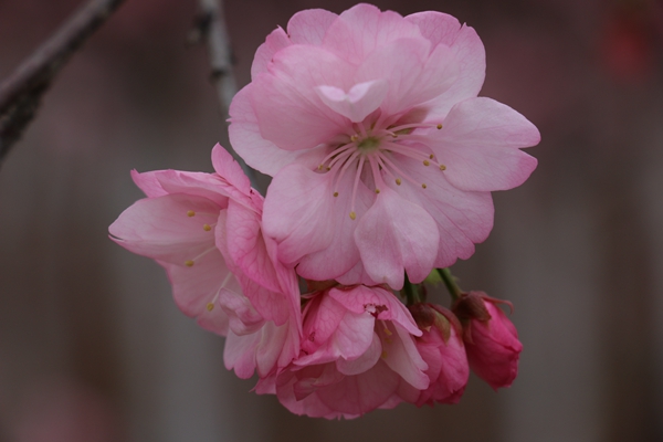 5.莫说樱桃花已发，今年不作看花人_副本.jpg