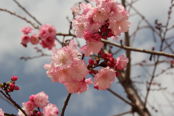 8.似锦嫣红盈媚眼，幽香淡淡引虫归_副本.jpg