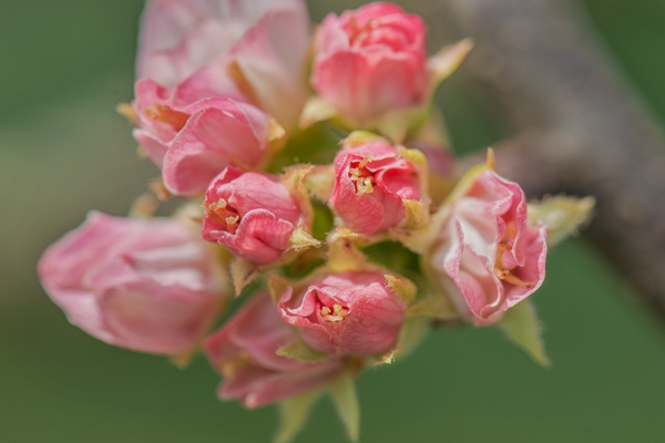 6.繁枝容易纷纷落，嫩蕊商量细细开_副本.jpg