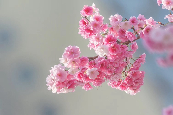 7.樱花一簇开无主，可爱深红映浅红_副本.jpg