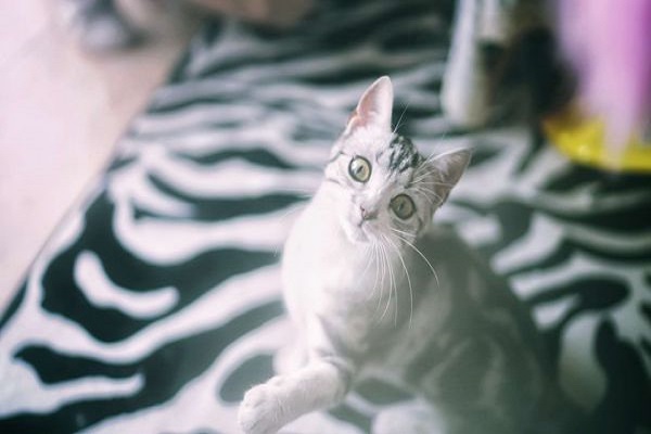 2.某恶鼠，破家求良猫。 —— 乐钧《世无良猫》_副本.jpg