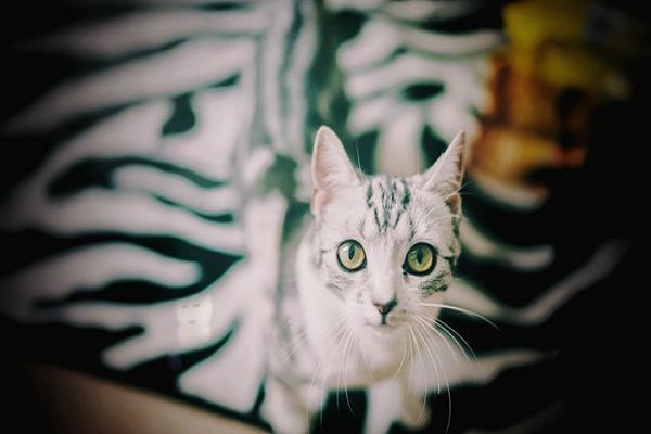 4.闲折海榴过翠径。雪猫戏扑风花影。 —— 秦观《蝶恋花》_副本.jpg