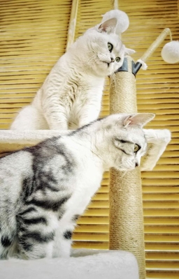 5.似虎能缘木，如驹不伏辕。 —— 陆游《得猫於近村以雪儿名之戏为作诗》_副本.jpg
