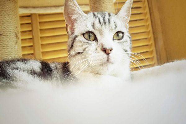 6.吁嗟乎猫乎，岂独于猫然。 —— 陈著《怜猫示内》_副本.jpg
