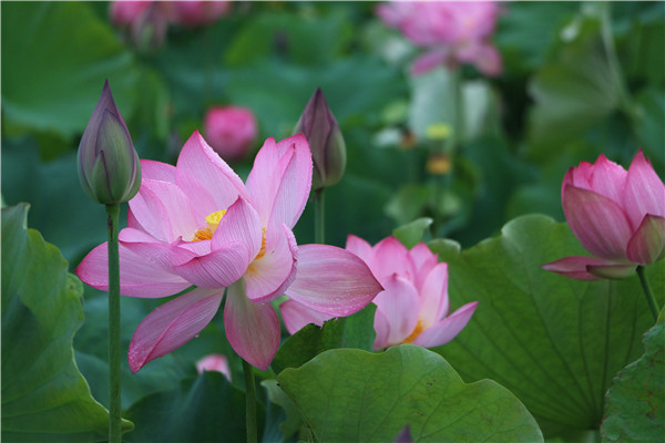 荷花01.jpg
