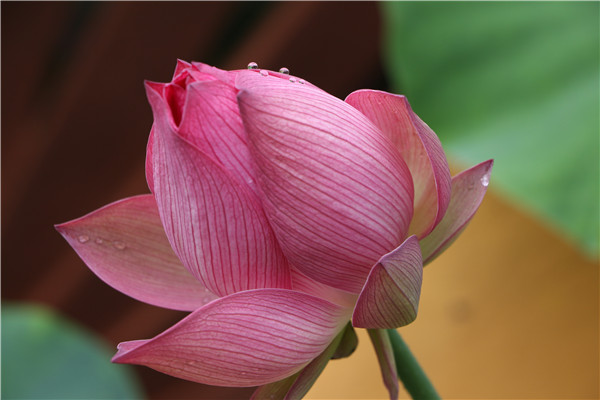 荷花002.jpg