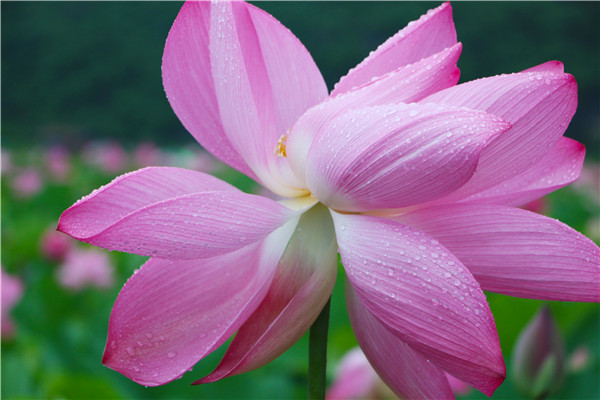 荷花07.jpg