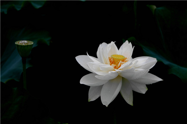 荷花08.jpg