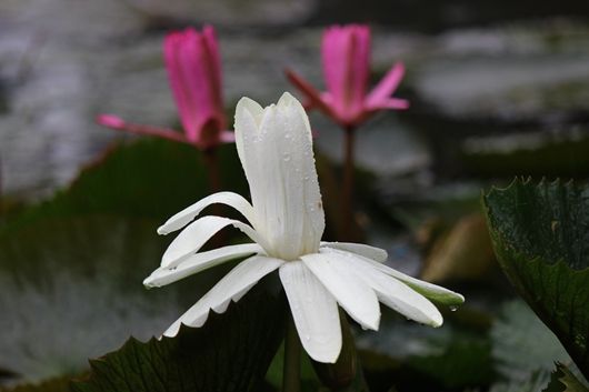 红白莲花开共塘_副本.jpg