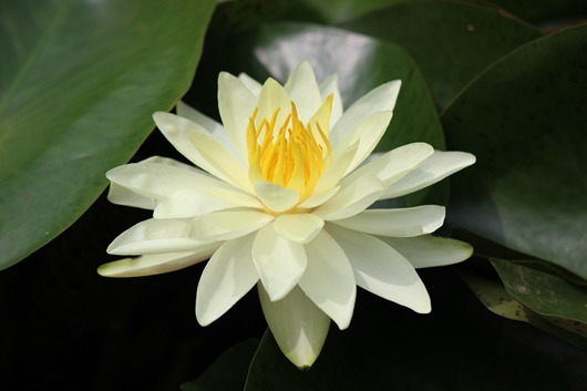 素蘤多蒙别艳欺，此花真合在瑶池_副本.jpg