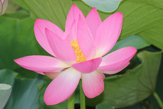 藕花珠缀，犹似汗凝妆_副本.jpg
