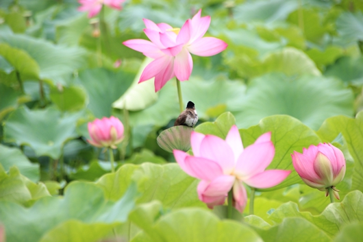 映日荷花_副本.jpg