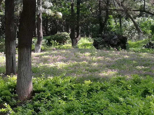 芳菲歇去何须恨，夏木阴阴正可人。_副本.jpg