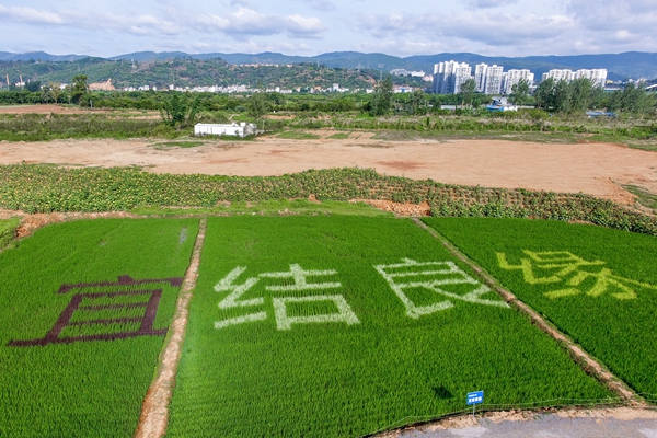 ,8，南羊街道羽弘种植园DJI_0019-2_副本.jpg