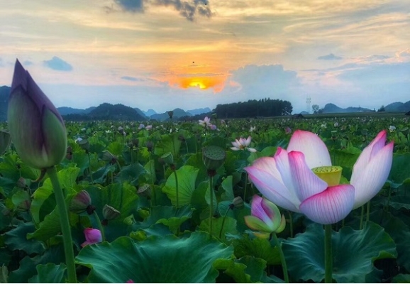 莲花2.jpg