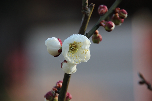 冰雪林中著此身，不同桃李混芳尘_副本.jpg