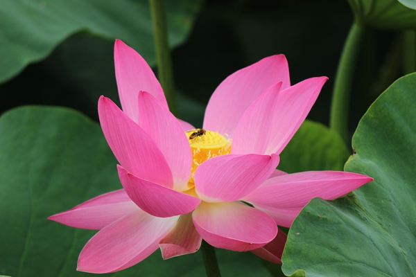 蜂不禁人采蜜忙，荷花蕊里作蜂房。_副本.jpg