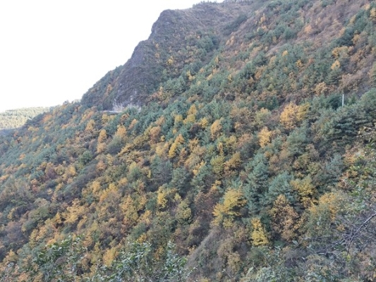 五柳门庭八桂香，层林尽染晓来霜_副本.jpg