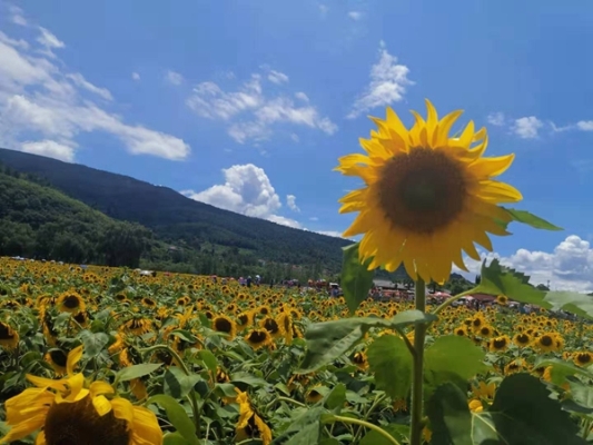秋花最是黄葵好。天然嫩态迎秋早。_副本.jpg