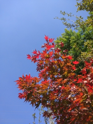 陈绿向参次，初红已重叠潘晶_副本.jpg