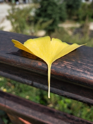 早秋惊落叶，飘零似客心。_副本.jpg