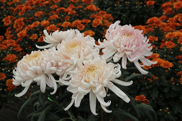 满园花菊郁金黄，IMG_2478_副本.jpg