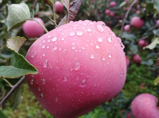 宿阴繁素柰，过雨乱红蕖。孙玉宝IMG_20180922_115231_副本.jpg