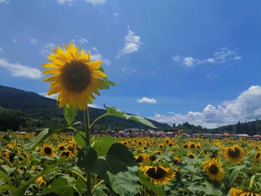 初秋田野，葵花盛开，游人如织周副微信图片_201908091013014_副本.jpg
