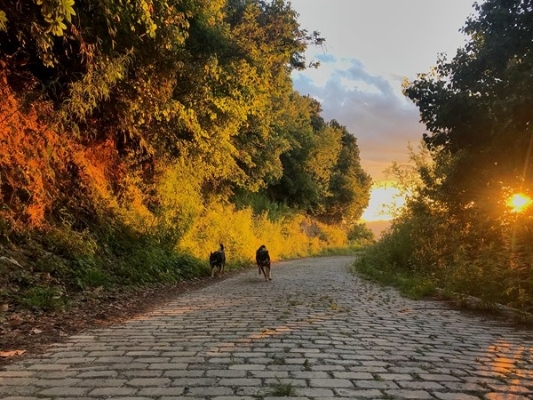 满山的绿，在夕阳的照耀下，透出淡淡的金黄的光晕，仿佛是金秋的预演。张海燕IMG_6596_副本.jpg