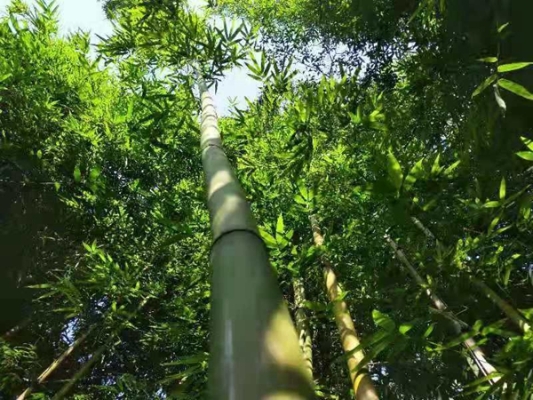 竹生空野外，梢云耸百寻。微信图片_2019082420073417_副本.jpg