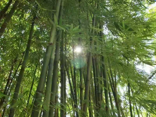 露涤铅粉节，风摇青玉枝。微信图片_201908242007348_副本.jpg