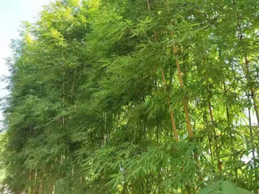 一顷含秋绿，森风十万竿。微信图片_2019082420073413_副本.jpg