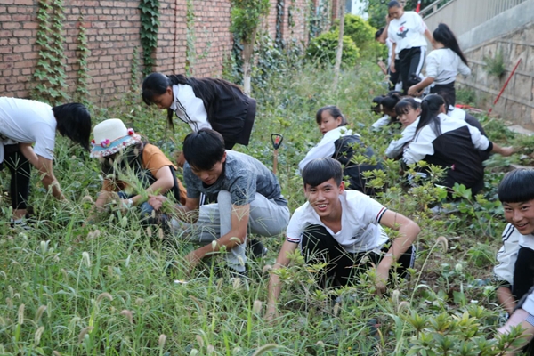 经过一个假期，操场边长满了杂草，TIM图片20190905101523_副本.jpg