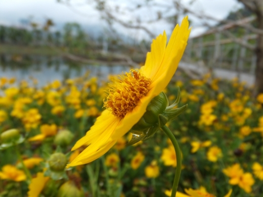 遍渚芦先白，沾篱菊自黄。雨露 002_副本.jpg