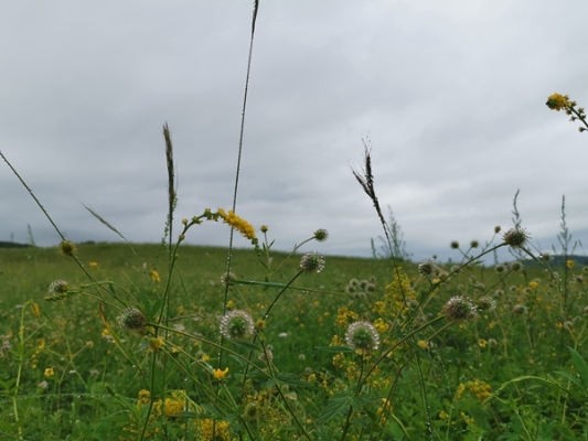 白露沾野草，时节忽复易。白露前后，夏日残留的暑气逐渐消失，天地的阴气上升扩散，天气渐渐转凉，清晨的露水日益加厚，在草叶面上凝结成一层白白的水滴微信图片_20190903174611_副本.jpg