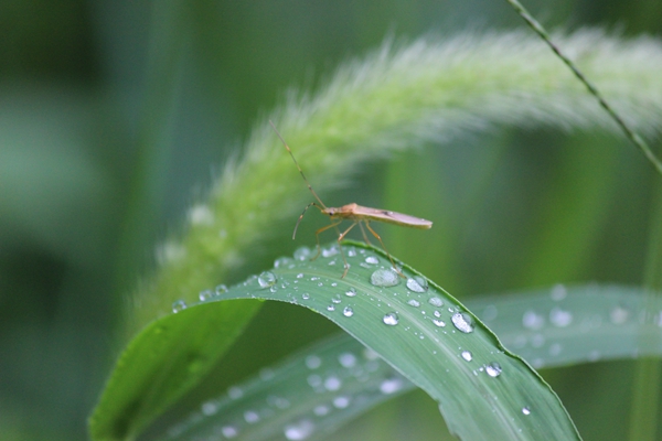 竹动时惊鸟，莎寒暗滴虫。IMG_4140_副本.jpg