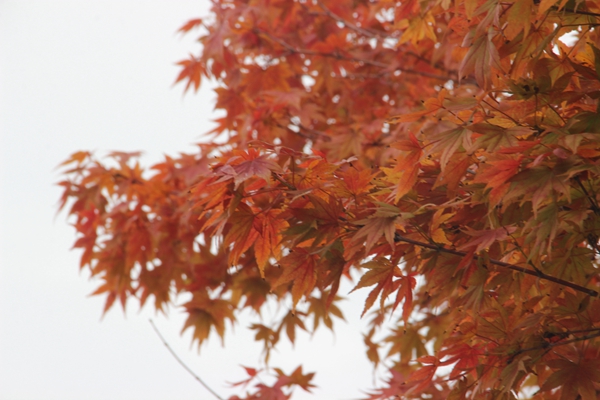 青霜红碧树，白露紫黄花。微信图片_201909051700218_副本.jpg