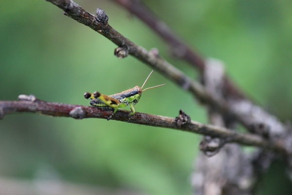 明朝交白露，此夜起金风。灯下倚孤枕，篱根语百虫。IMG_3990_副本.jpg