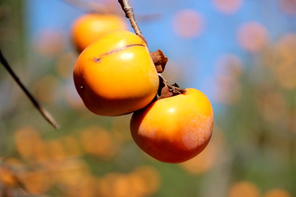 1570443756046081514.jpg 墙头累累柿子黄,人家秋获争登场。微信图片_201908121721283_副本_副本.jpg