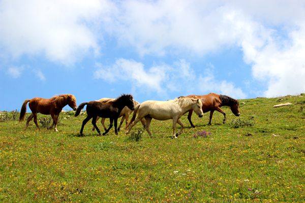 1570443810723037567.jpg 九月寒露白,六关秋草黄。微信图片_20190905163945_副本_副本.jpg