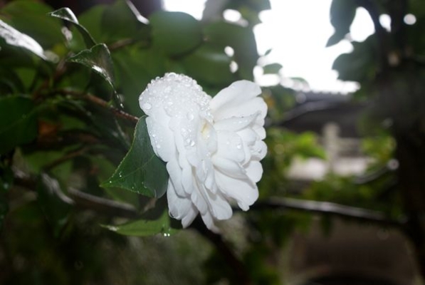 1570443859789070843.jpg 春柳南陌态,冷花寒露姿。DSC01201潘米娜_副本_副本.jpg